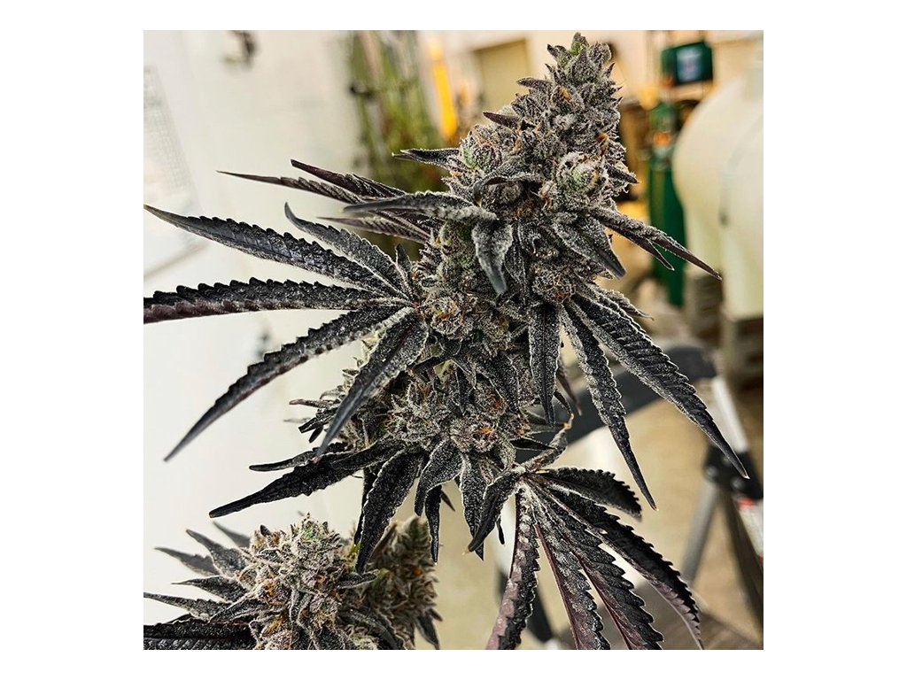 Konopné semínko exotic genetix roxanne