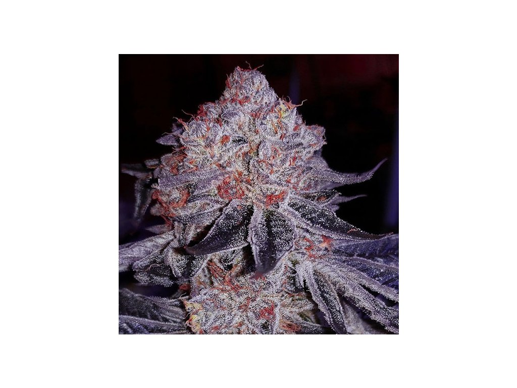 Konopné semínko CherryGarcia