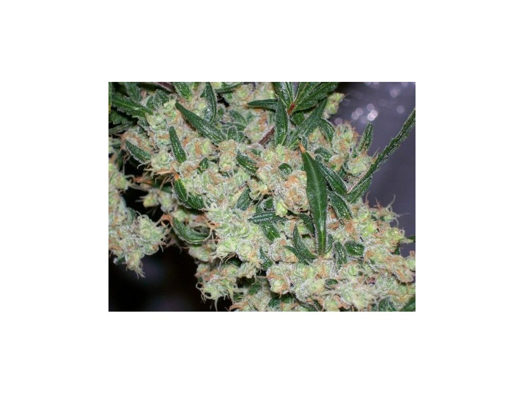 Konopné semínko 41f0027d08953a4016307ea7148d26f3