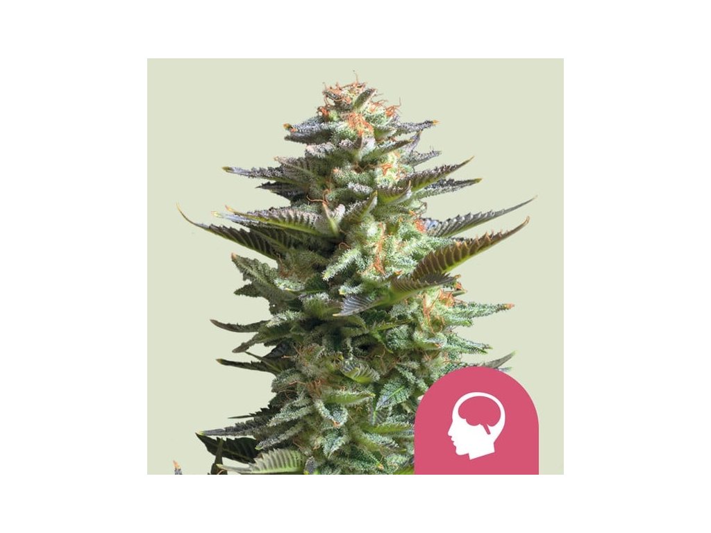 Konopné semínko amnesia haze