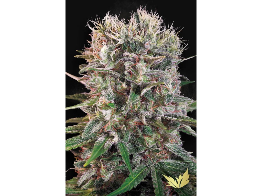 Konopné semínko Wappa Paradise Seeds