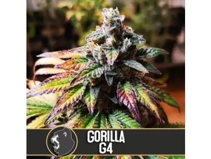 konopne seminko gorilla glue 4 blimburn seeds kvetouci rostlina 02.jpg