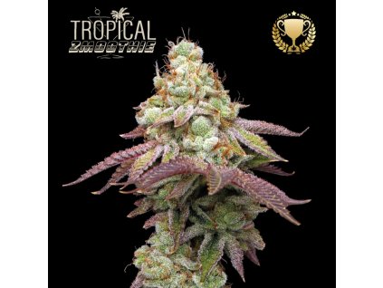 semena marihuany seedstockers tropical zmoothie 2.jpg
