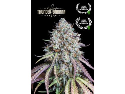 seedstockers thunder banana fem semena konopi 3.jpg