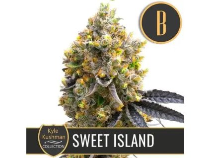 sweet island feminizovana palice blimburn seeds.jpg