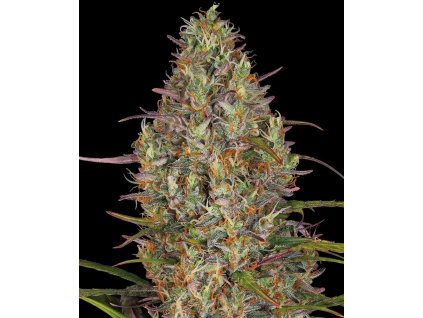 Konopné semínko glue gelato auto cannabis bud barneys farm.jpg
