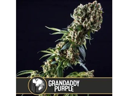 Konopné semínko grandaddy purple blimburn seeds indika dominantni 02.jpg