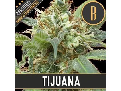 Konopné semínko blimburn seeds tijuana cela rostlina kvet 01.jpg