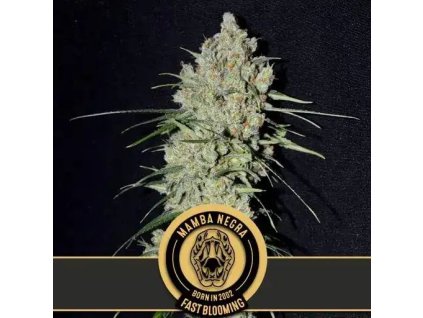 Konopné semínko mamba negra fast blooming blimburn rychly kvet 01.jpg