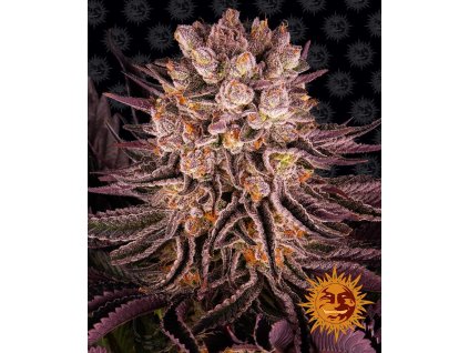 Konopné semínko  mimosa x orange punch circle new 21 371983