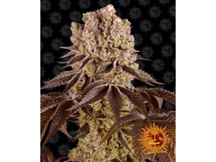 purple punch circle new 21 404456