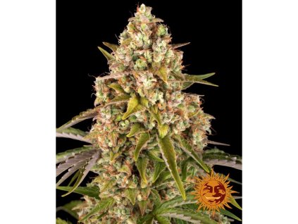 Konopné semínko critical kush auto barneys farm thc.jpg