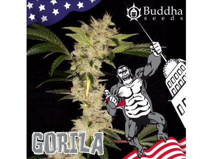 Konopné semínko 264 Gorila