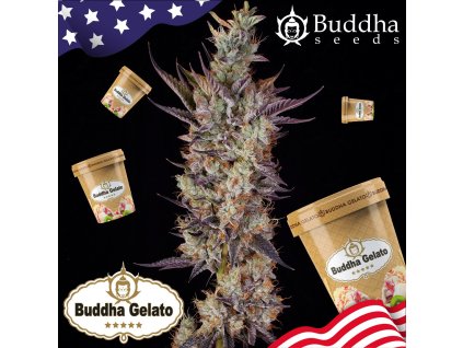 Konopné semínko 246 Buddha Gelato