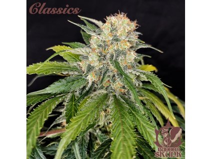 Konopné semínko Skunk Buddha Seeds 03