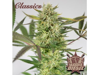 Konopné semínko 230 Buddha Diesel