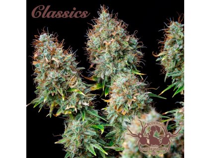 Konopné semínko 254 Buddha Auto White Widow