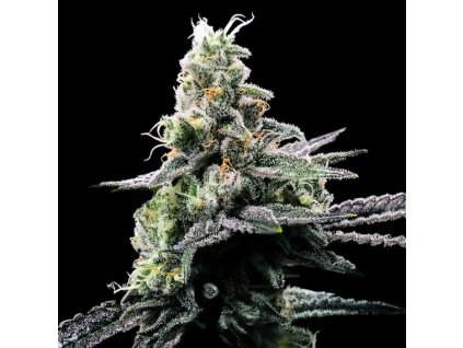 Konopné semínko dna genetics purple kosher 1