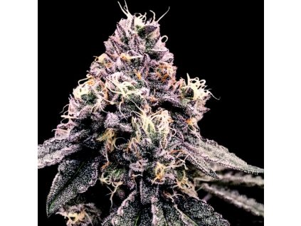 dna genetics kosher pie 1
