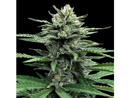 Konopné semínko dna genetics auto strawberry banana