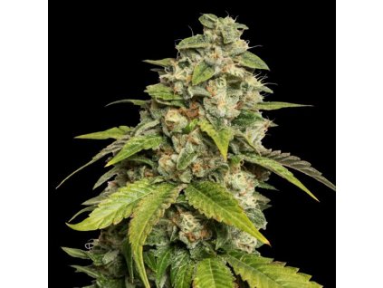 Konopné semínko reserva privada sour kush 1