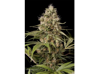Konopné semínko 0003045 shark shock CBD 660x990