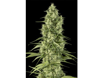 Konopné semínko 002928 santa sativa 660x990