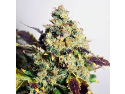 Konopné semínko DC Kush 1080