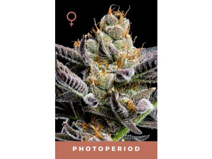 Humboldt Seed Company Jelly Donutz