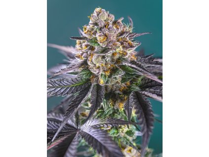 Konopné semínko red strawberry banana auto (2)