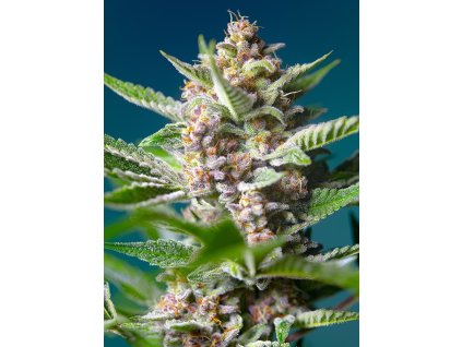 purple punch og (1)