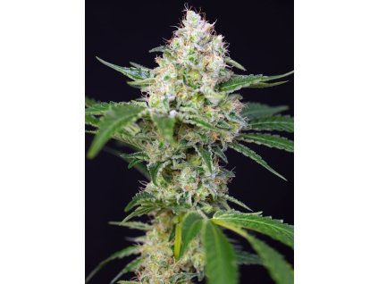 Konopné semínko crystal candy (2)