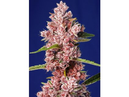 Konopné semínko tropicanna poison f1 fast versio (1)