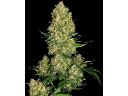 0000280Konopné semínko  skunk 1 automatic seeds