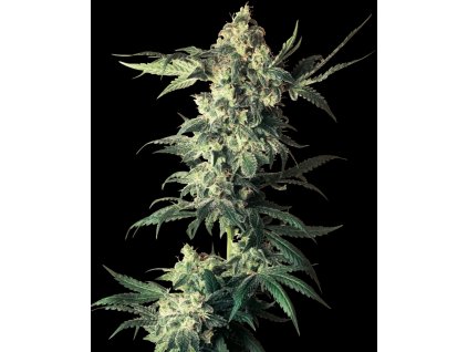 Konopné semínko 0000867 northern lights regular