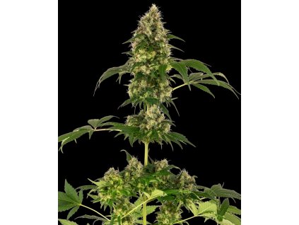 Konopné semínko 0000247 cobalt haze feminized se