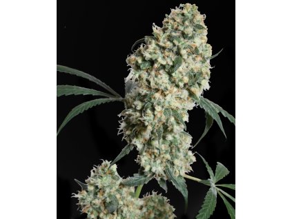 0000885 ed rosenthal super bud r