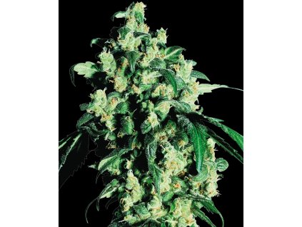 0000306 Konopné semínko super skunk feminized se