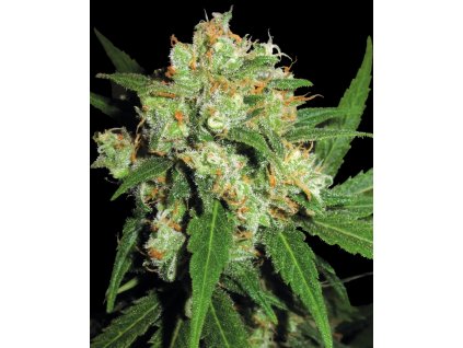 0000139 sensi skunk feminized se