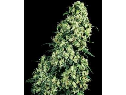 0000272 Konopné semínko skunk 1 feminized seeds