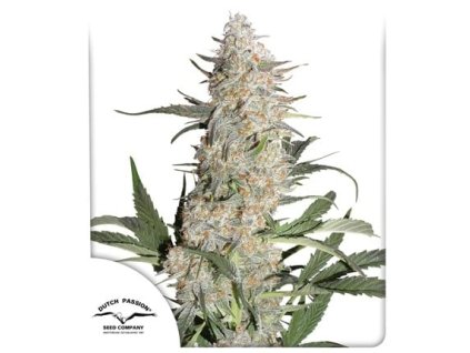 critical orange punch