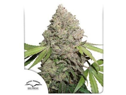 Konopné semínko cbd charlottes angel