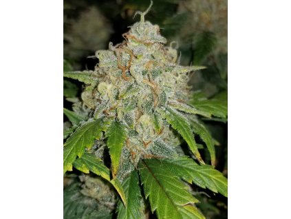 Fast Buds Zkittlez Auto