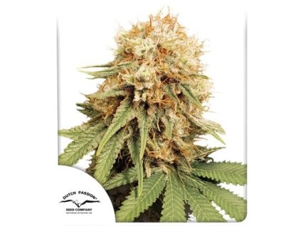 Konopné semínko white widow