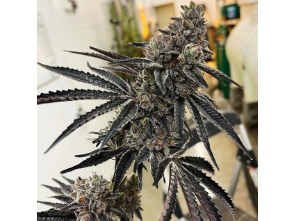 exotic genetix roxanne