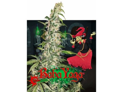 Konopné semínko agyseed nuka seeds baba yaga.jpg