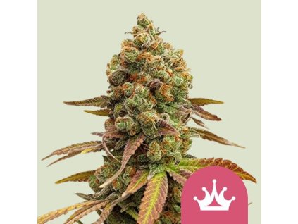 special queen 1