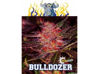 Konopné semínko agyseed nuka seeds bulldozer.jpg