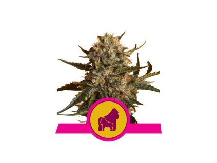 Konopné semínko 2706 2 royal queen seeds mother (1)