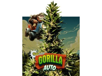 Konopné semínko agyseed nuka seeds gorilla auto.jpg